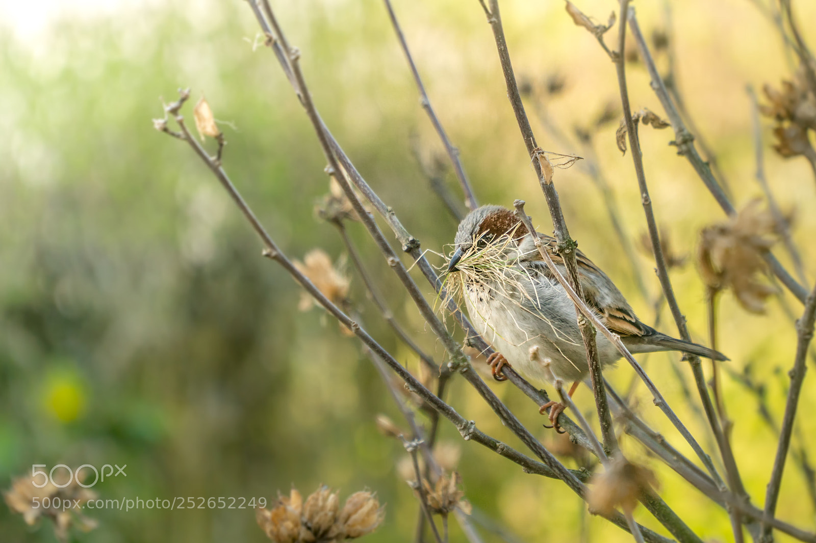 Sony a6500 sample photo. Nesting season photography
