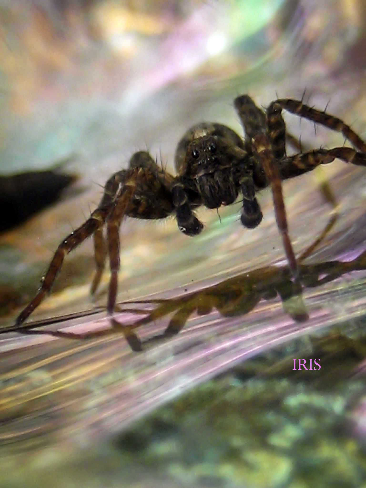 Canon DIGITAL IXUS 70 sample photo. Garden spider photography