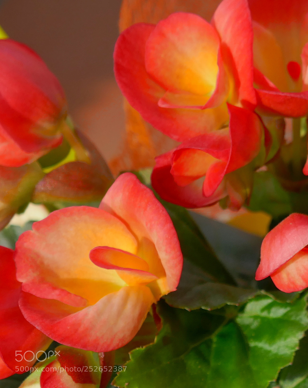 Panasonic Lumix DMC-ZS100 (Lumix DMC-TZ100) sample photo. Begonie photography