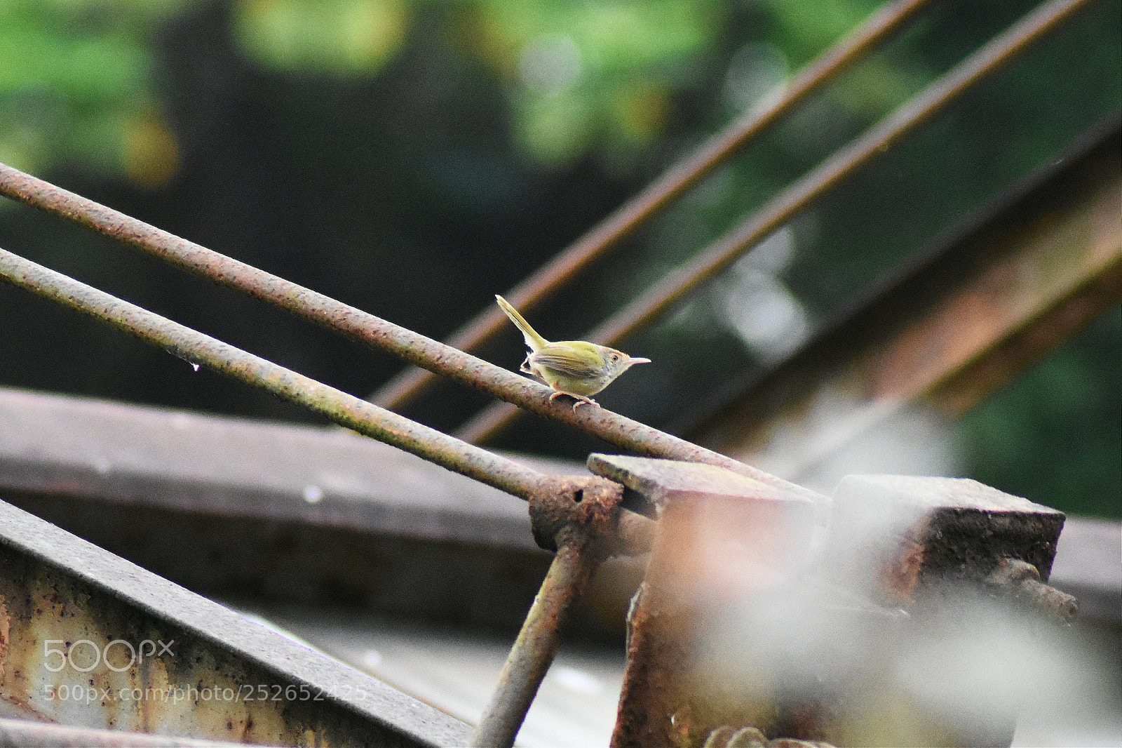 Nikon D7200 sample photo. 长尾缝叶莺 photography