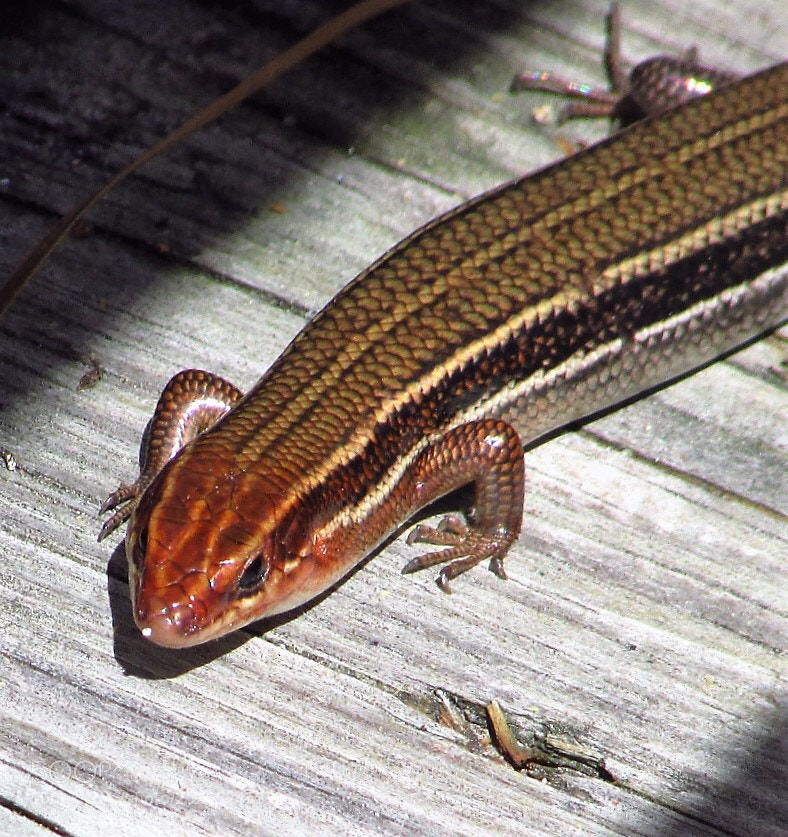 Canon PowerShot SX400 IS sample photo. Lizard photography