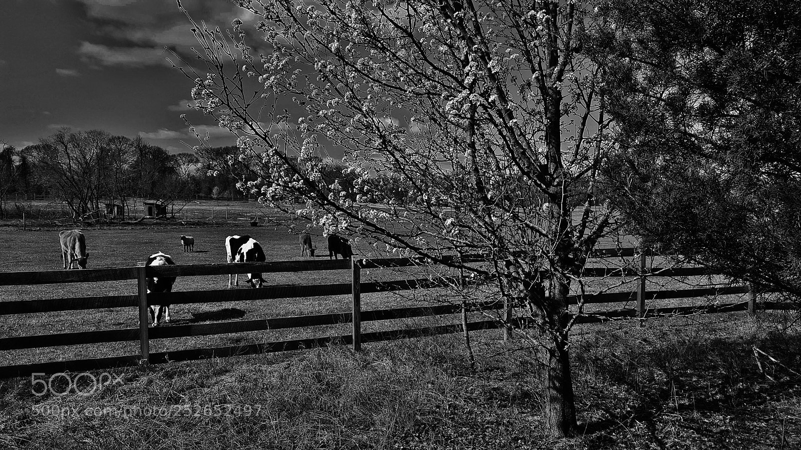 Samsung Galaxy S6 sample photo. Black & white farm pastures 2018 photography