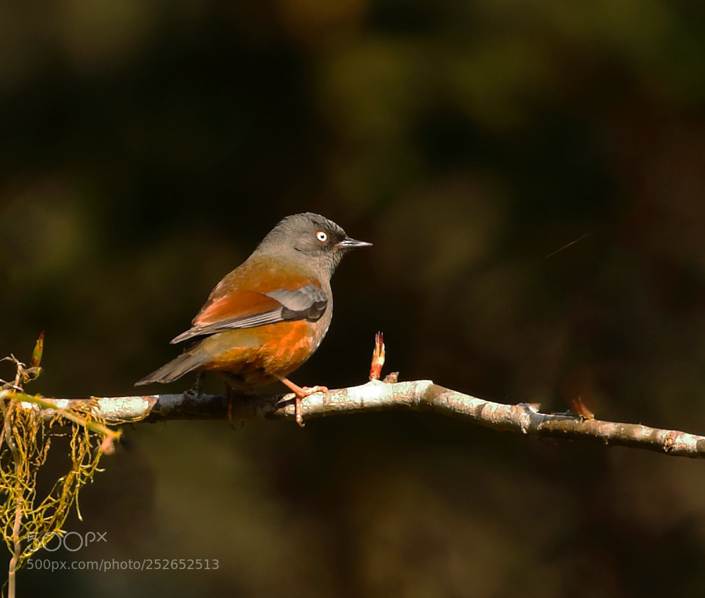 Canon EOS 5D Mark IV sample photo. Maroon backed accentor photography