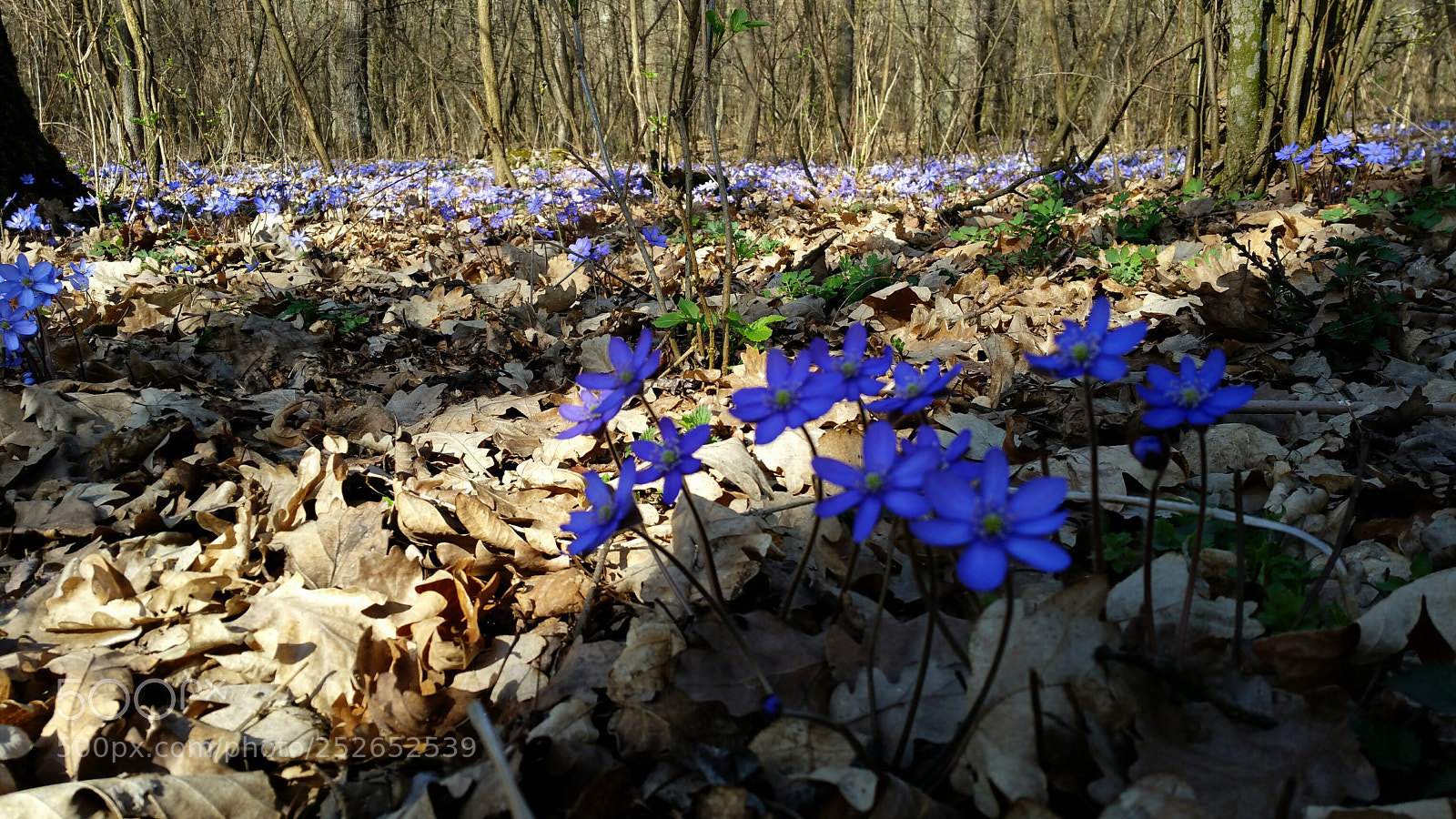 Samsung Galaxy Note4 sample photo. Springtime photography