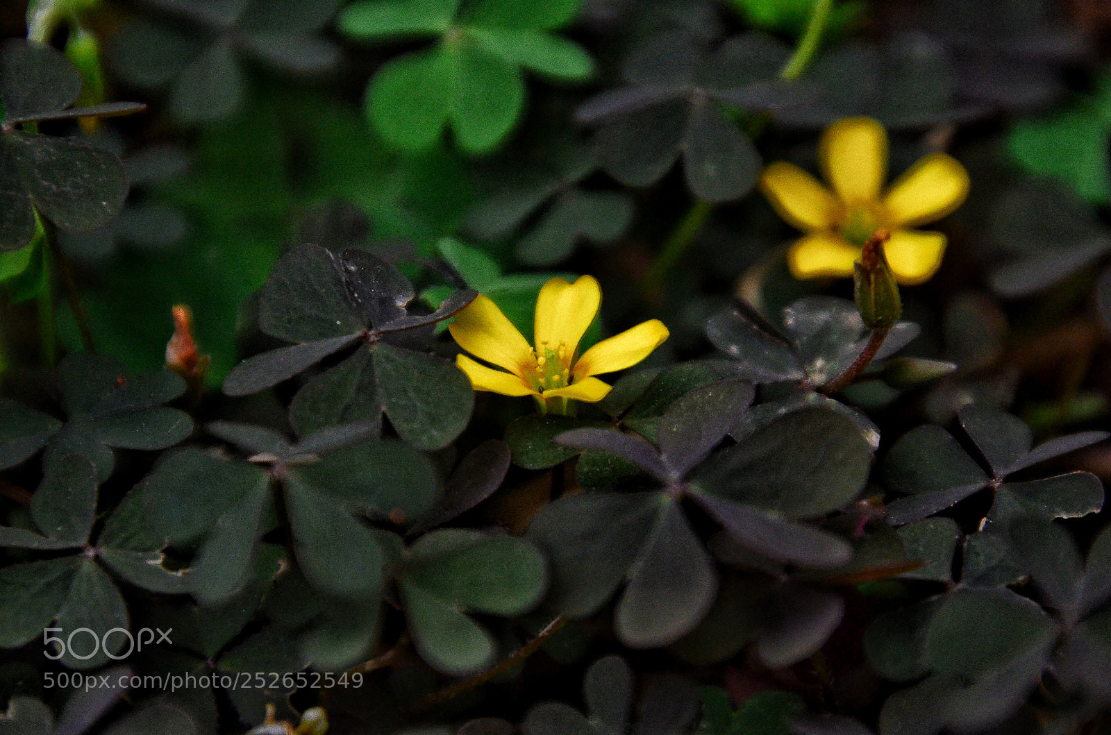Nikon D7000 sample photo. Yellow vs black 2 photography