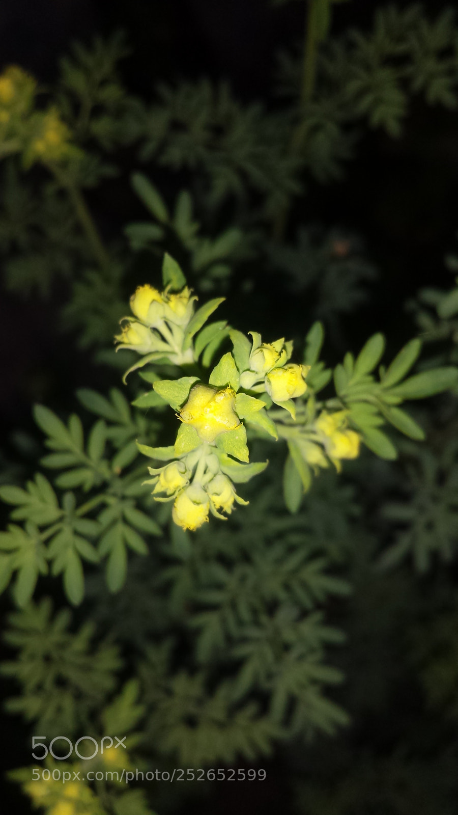 Samsung Galaxy S4 sample photo. Night flowers photography