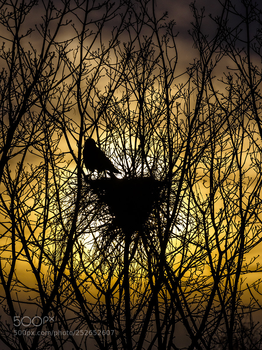 Olympus OM-D E-M10 sample photo. Sunrise photography