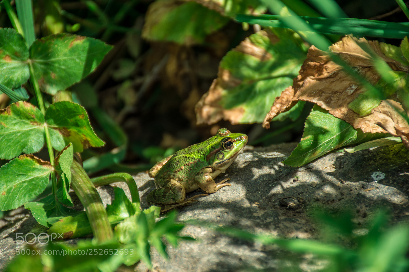 Nikon D5500 sample photo. Kermit photography