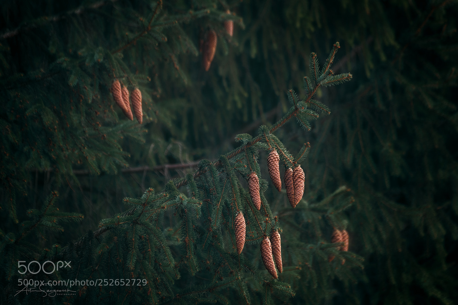 Nikon D7100 sample photo. Deep in the forest photography