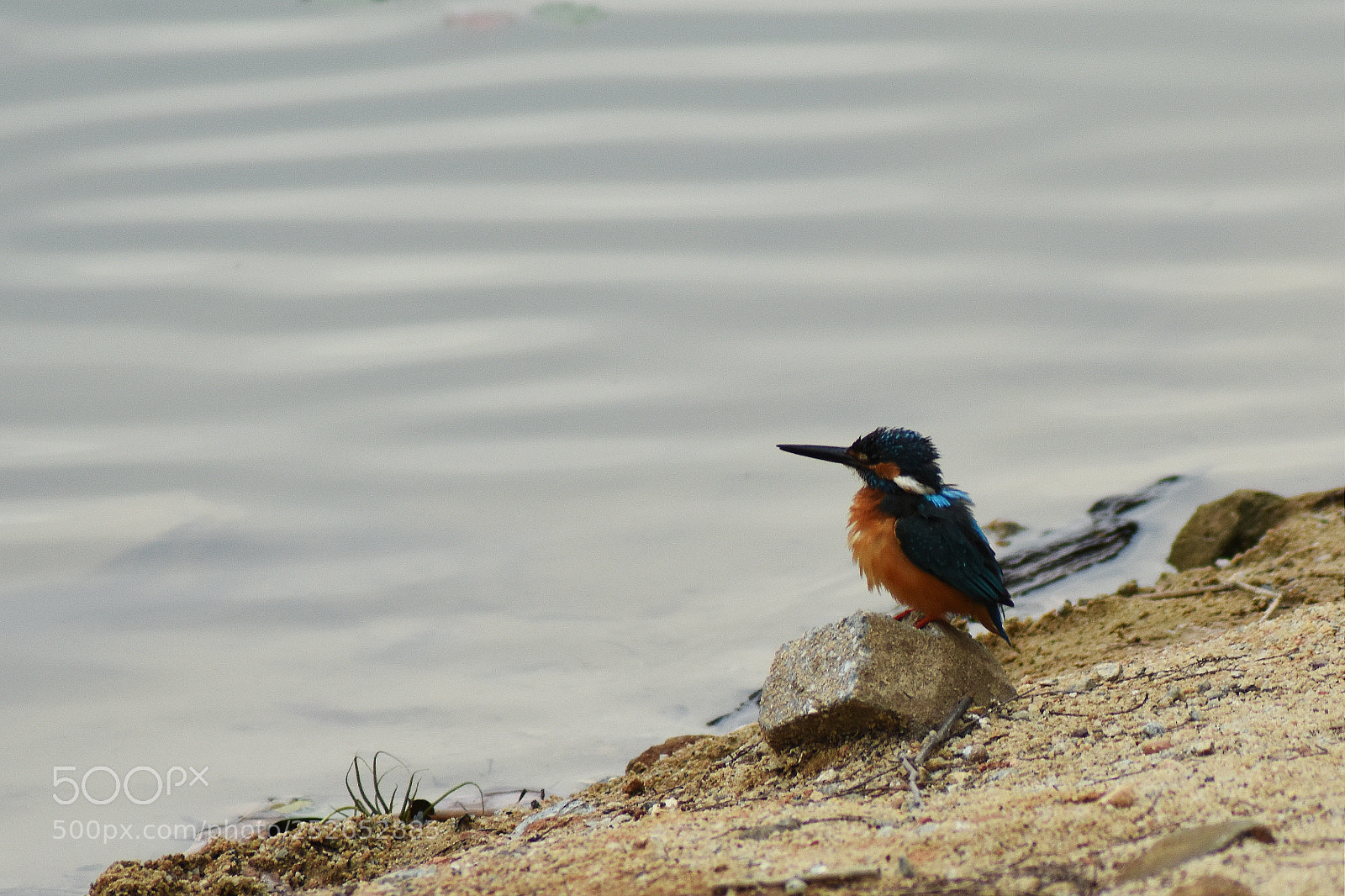 Nikon D7200 sample photo. 翠鸟 photography