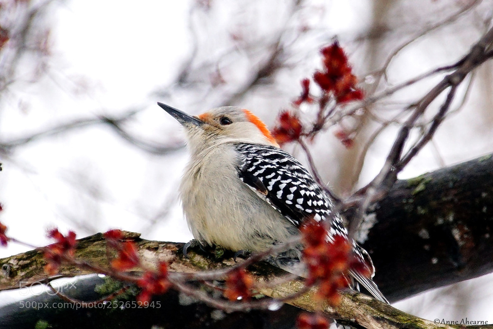 Sony ILCA-77M2 sample photo. Red-bellied woodpecker (female) photography