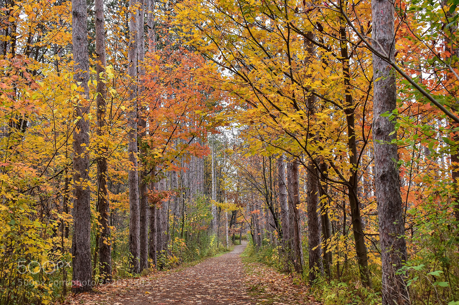 Nikon D810 sample photo. Red hill valley trail photography