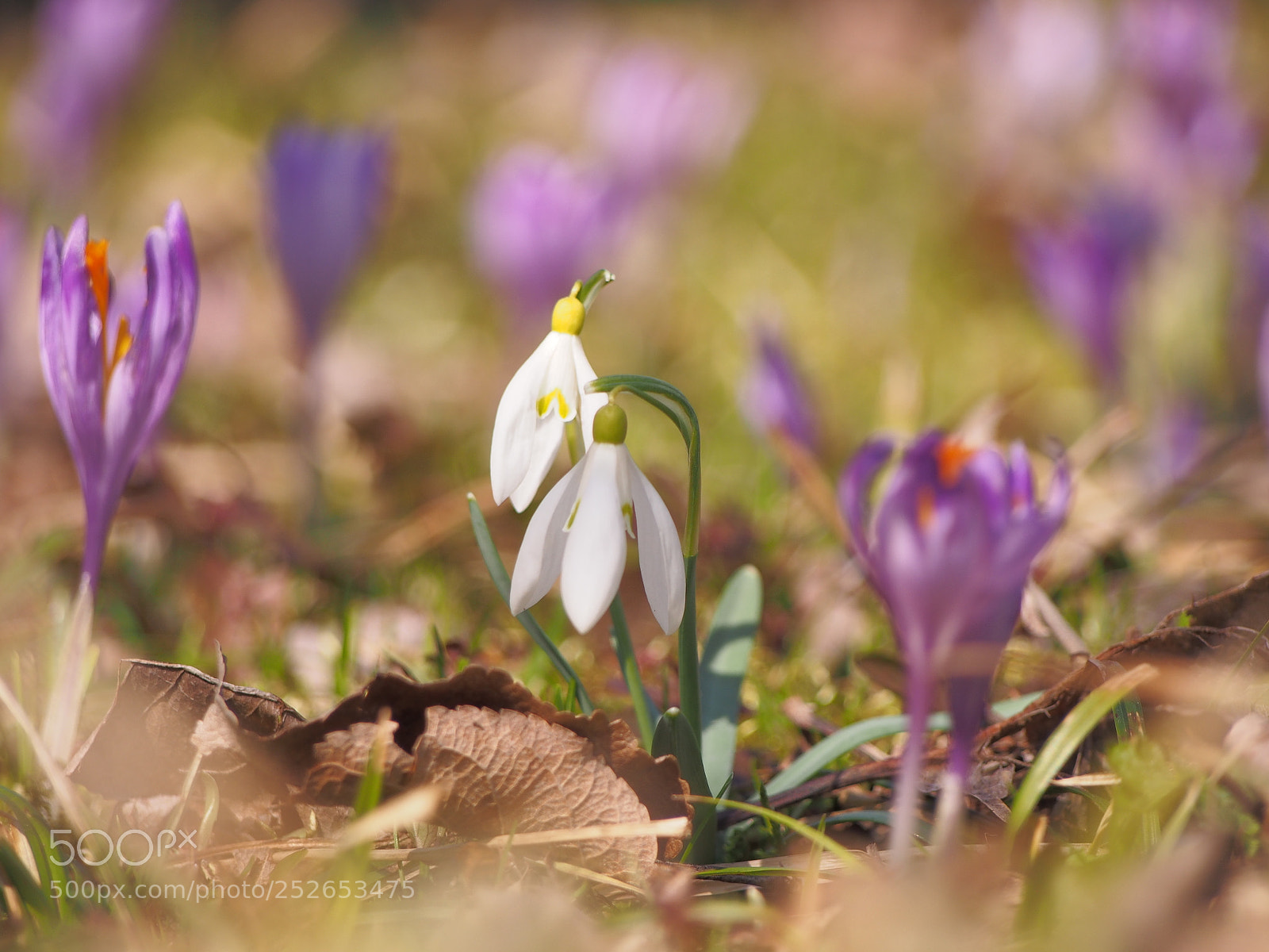 Olympus PEN E-PL5 sample photo. Springtime photography