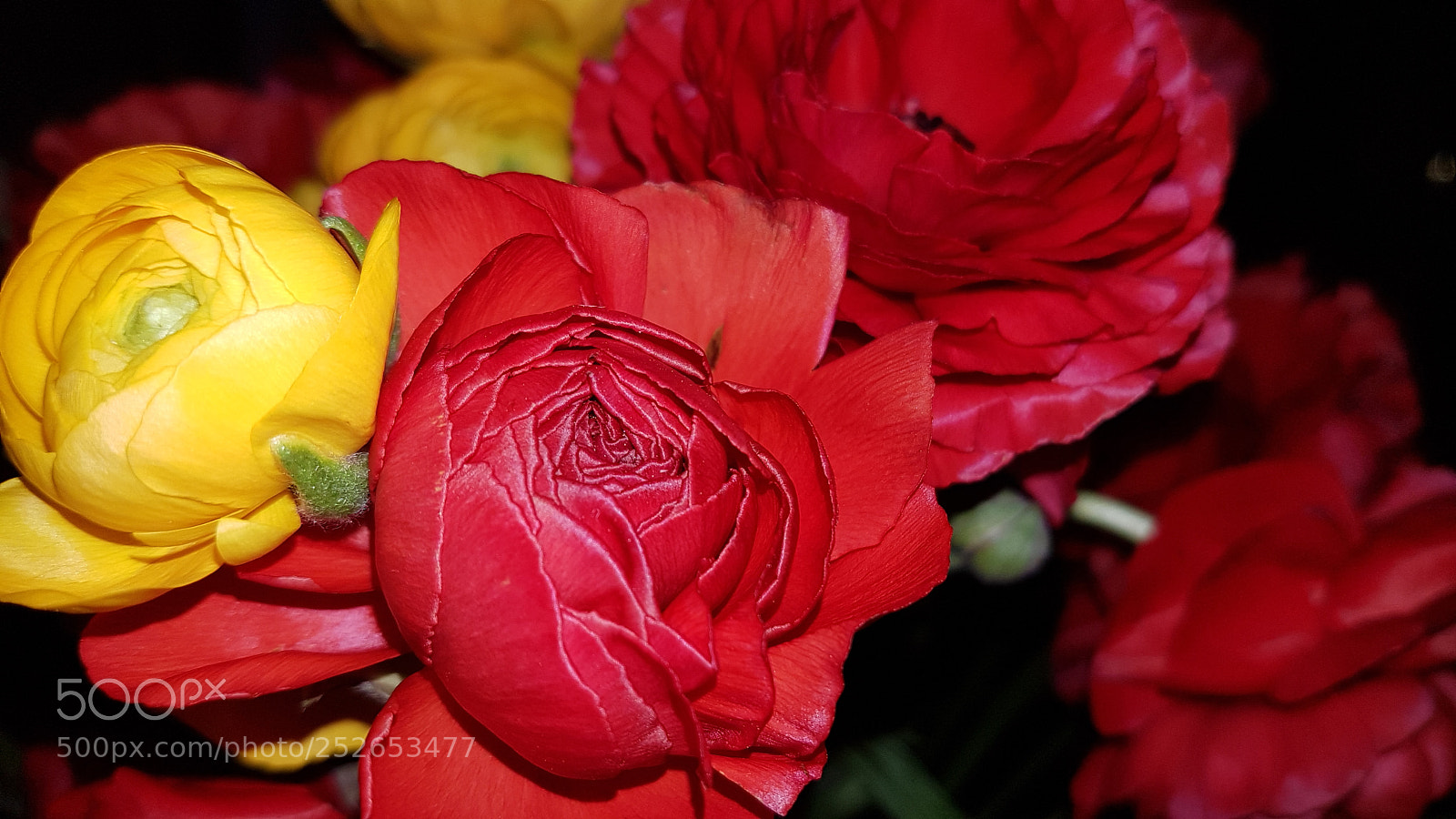 Samsung Galaxy S7 sample photo. Flowers photography