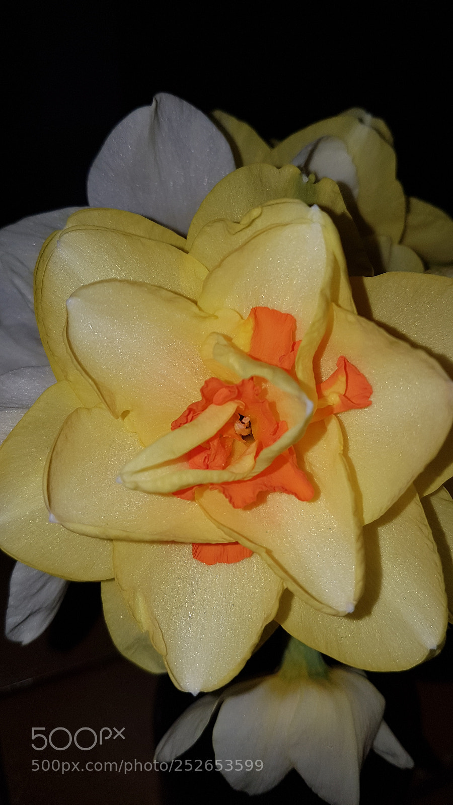 Samsung Galaxy S7 sample photo. Yellow flower photography