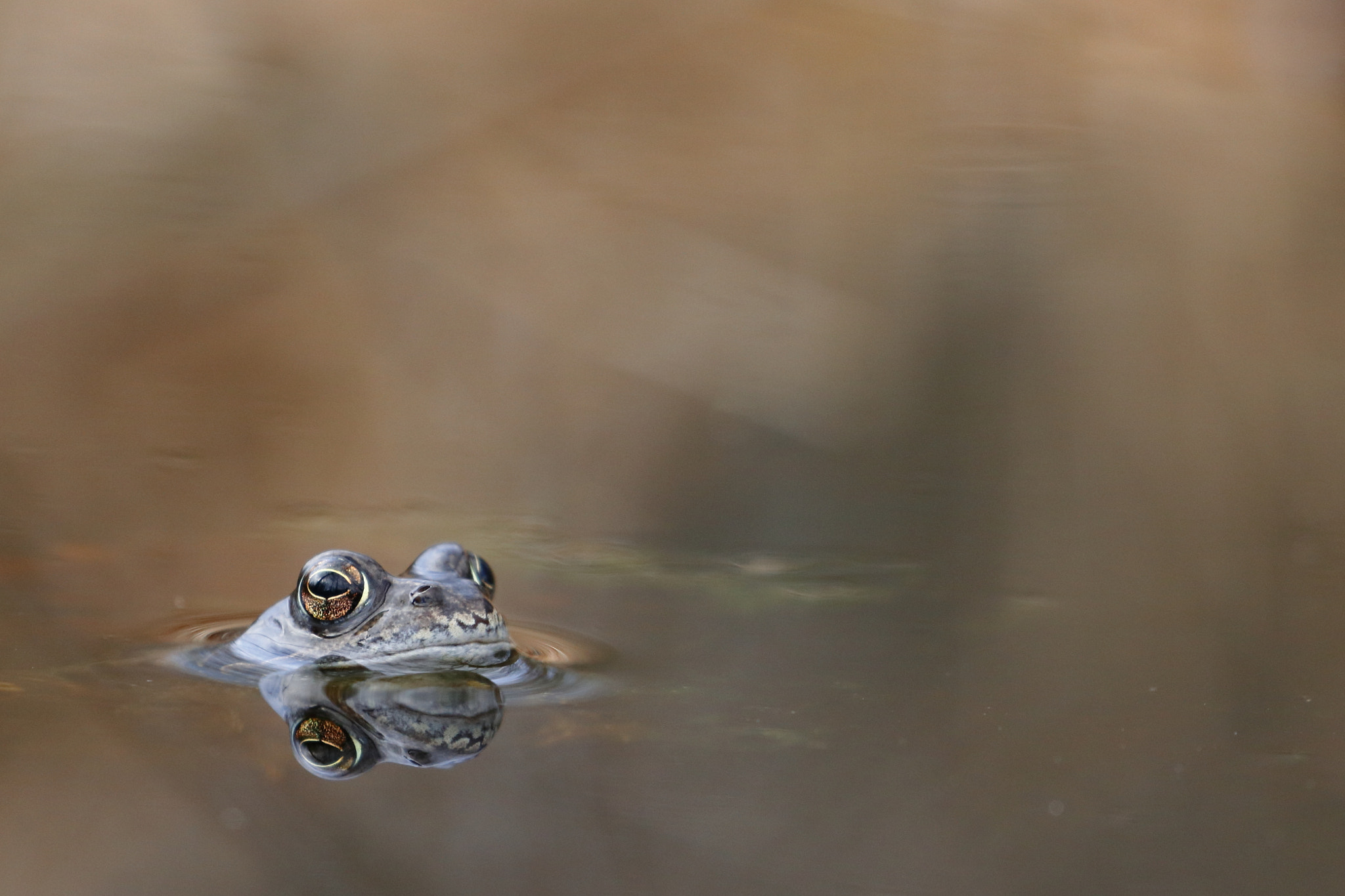 Canon EOS 80D sample photo. Moorfrosch photography