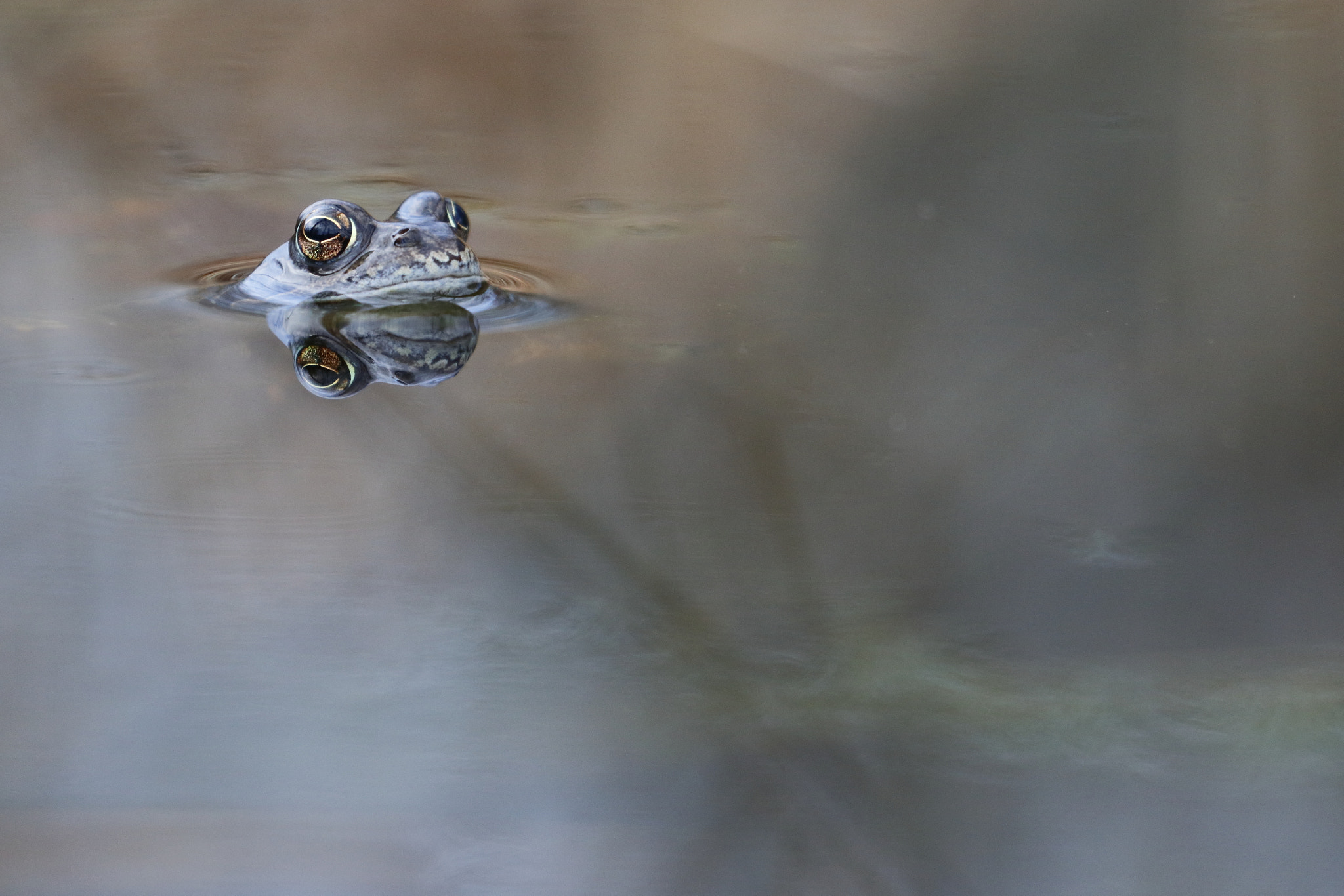 Canon EOS 80D sample photo. Moorfrosch photography