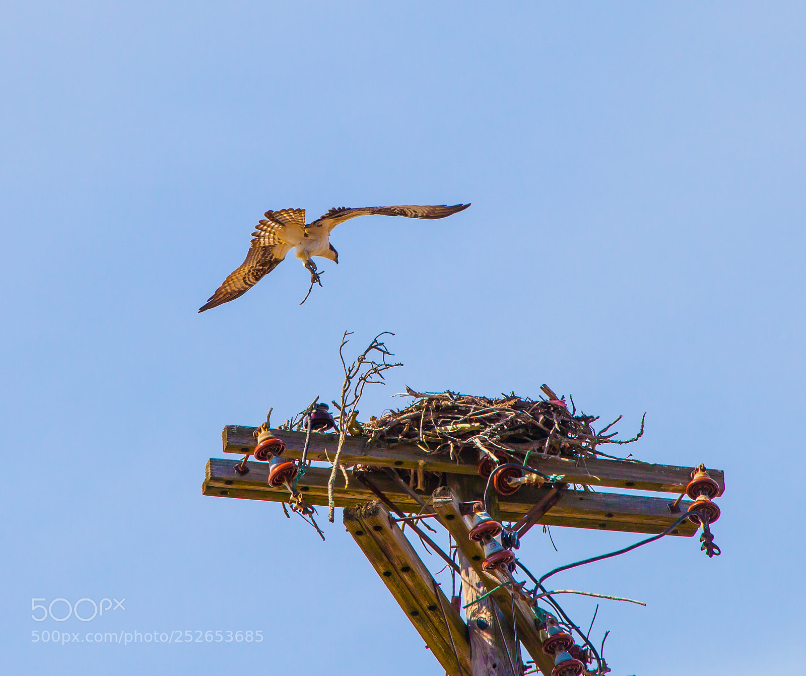 Canon EOS 5D Mark II sample photo. Refurbishing their nest photography