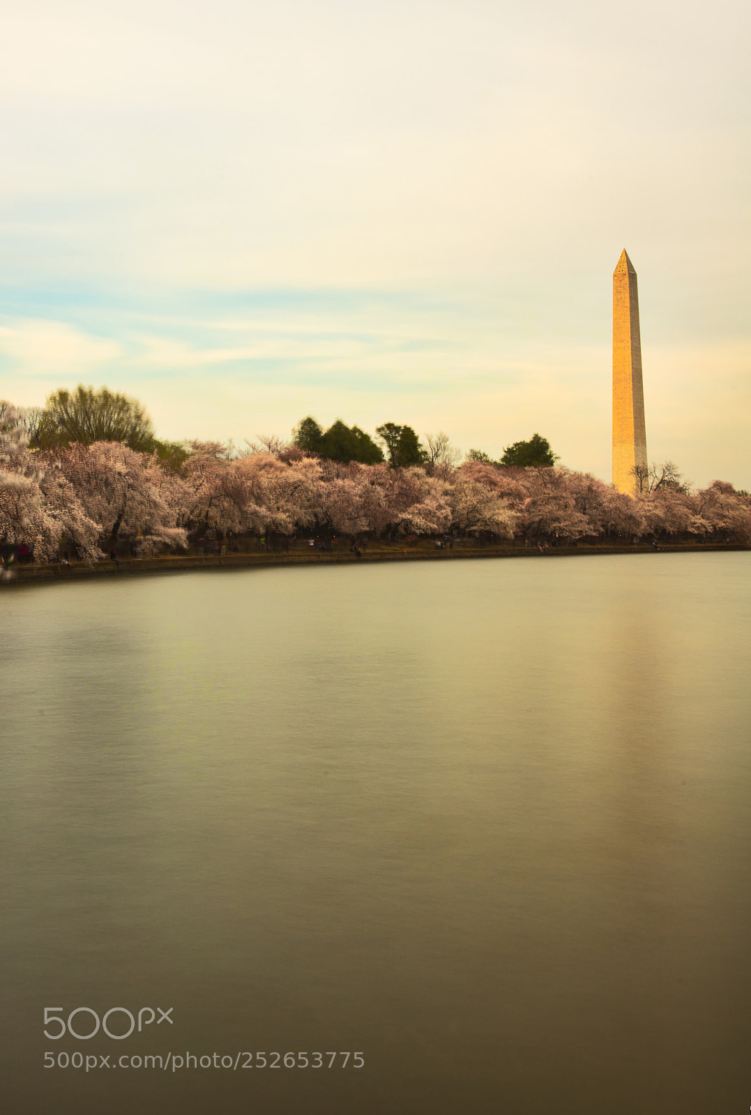 Nikon D800 sample photo. Full blossom at the photography