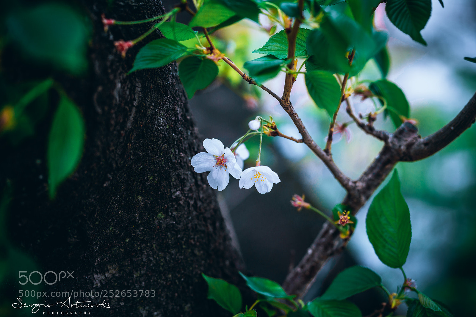 Sony a7 II sample photo. Sunagosuiro, osaka photography
