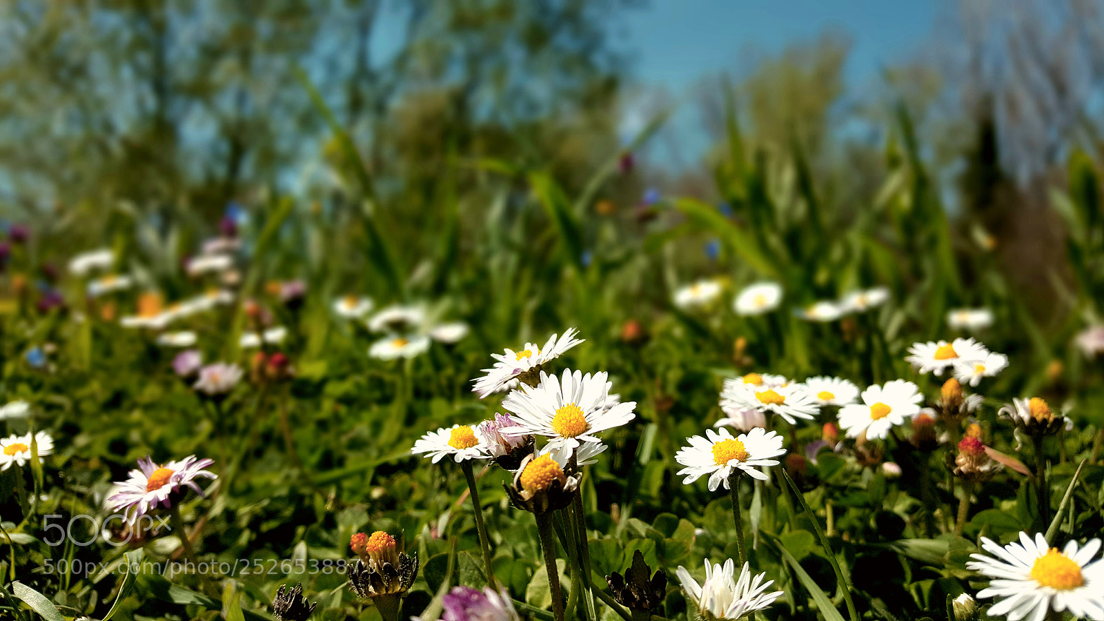Samsung Galaxy S6 sample photo. New life is born photography