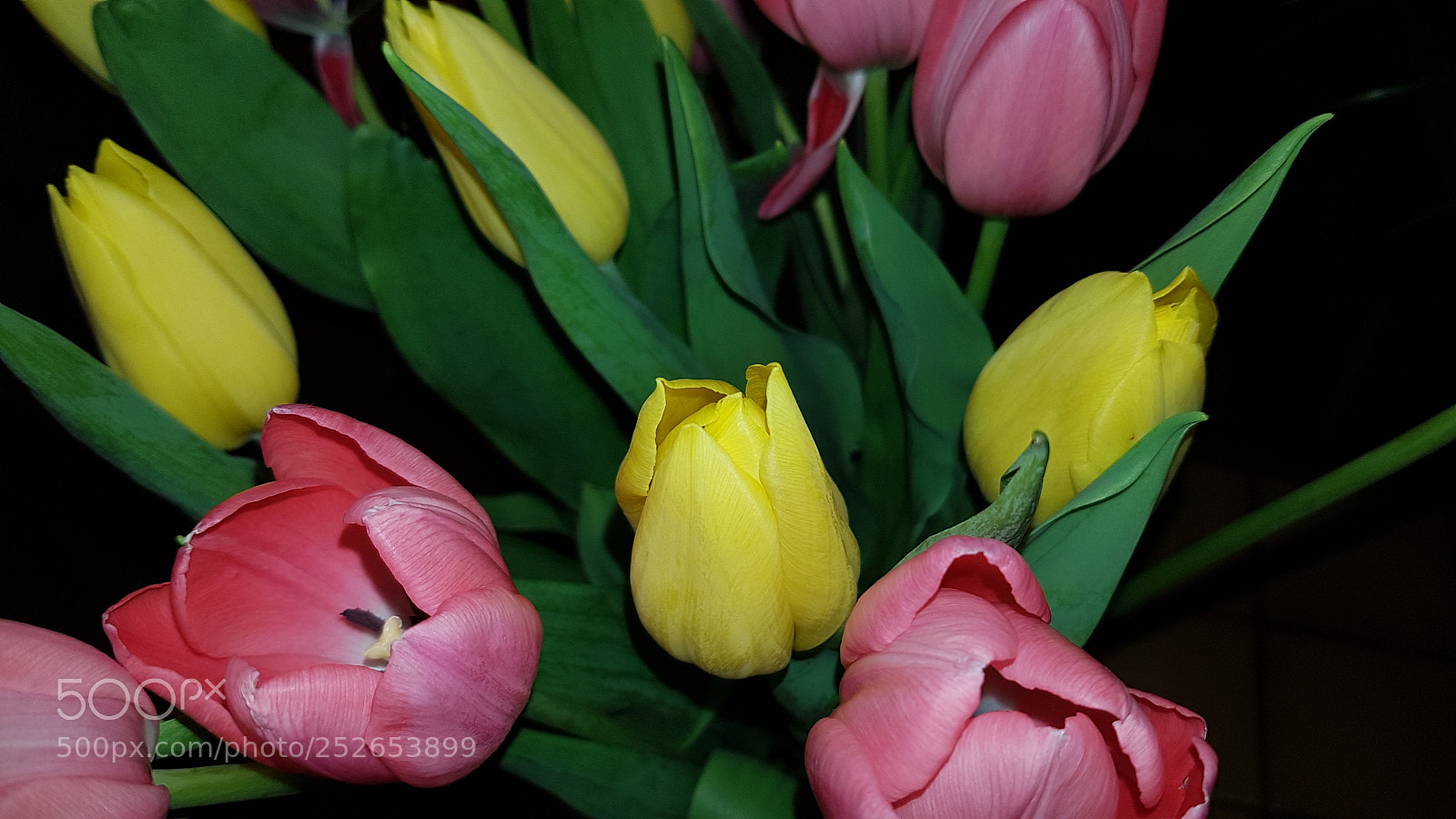 Samsung Galaxy S7 sample photo. Tulipes flowers photography
