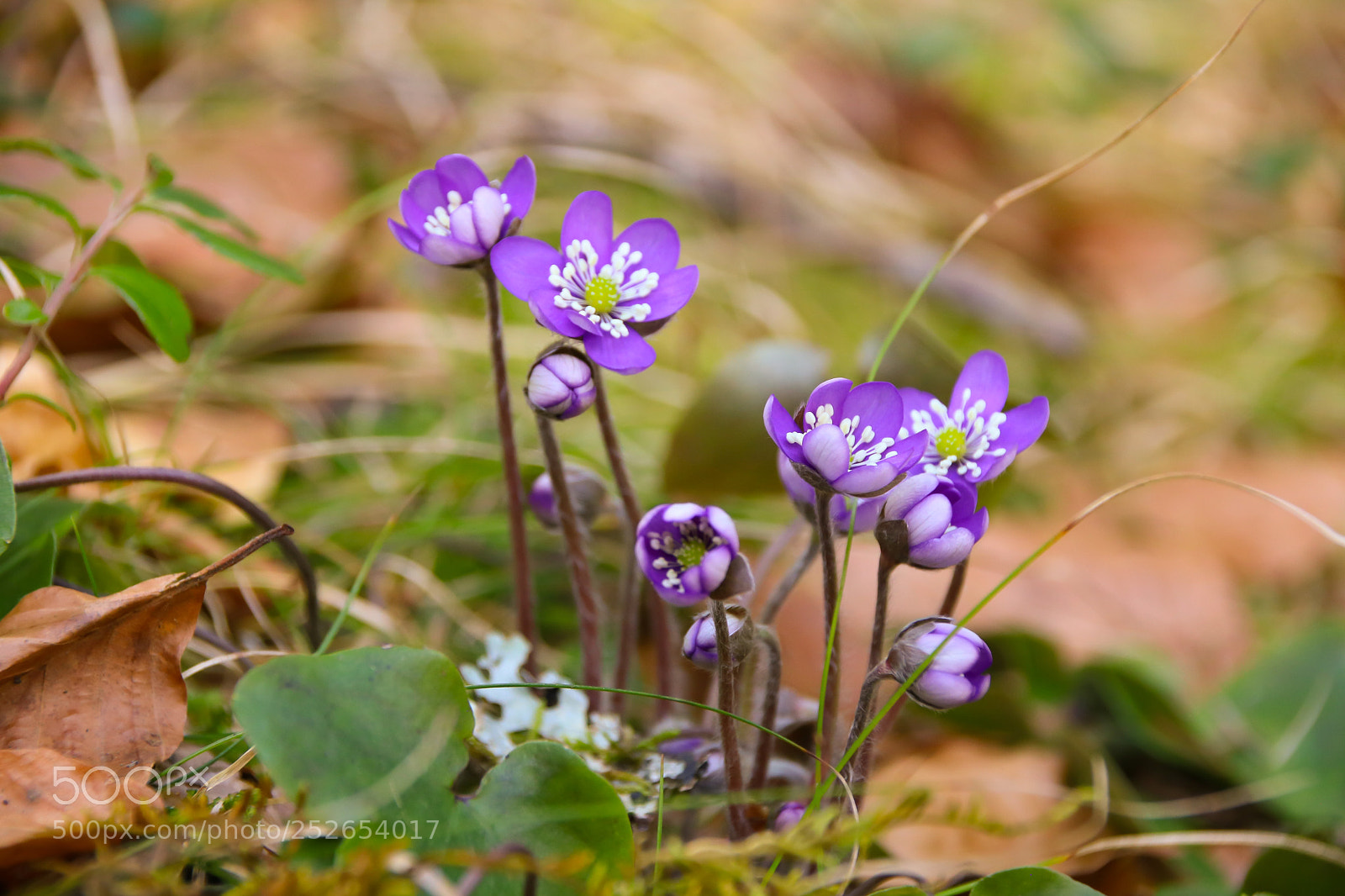 Canon EOS 750D (EOS Rebel T6i / EOS Kiss X8i) sample photo. Alpenblumen photography