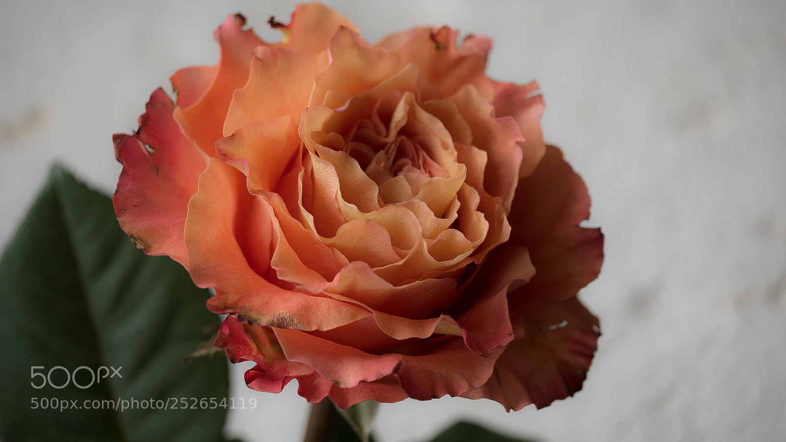 Panasonic DMC-G70 sample photo. Rose photography