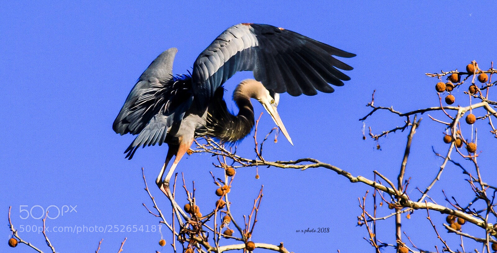 Canon EOS 7D Mark II sample photo. Great blue heron photography