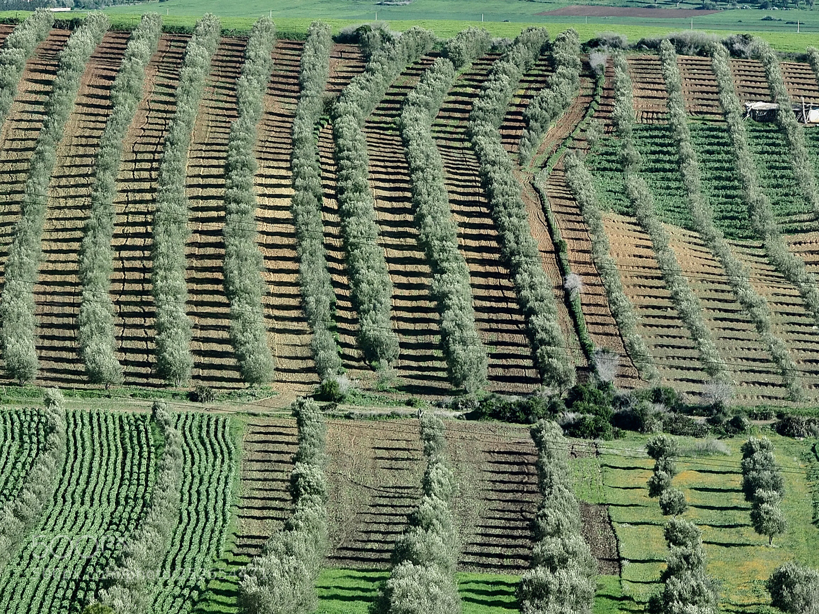 Olympus OM-D E-M5 II sample photo. Olive fields photography