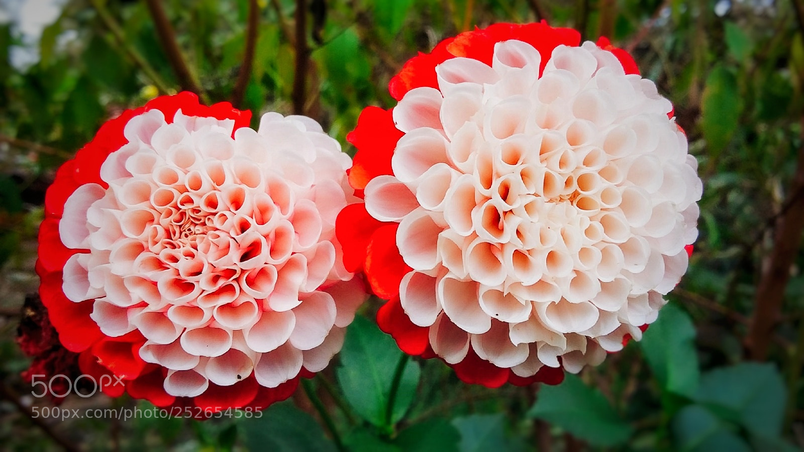 Samsung Galaxy Grand Prime sample photo. Dalias sisters photography
