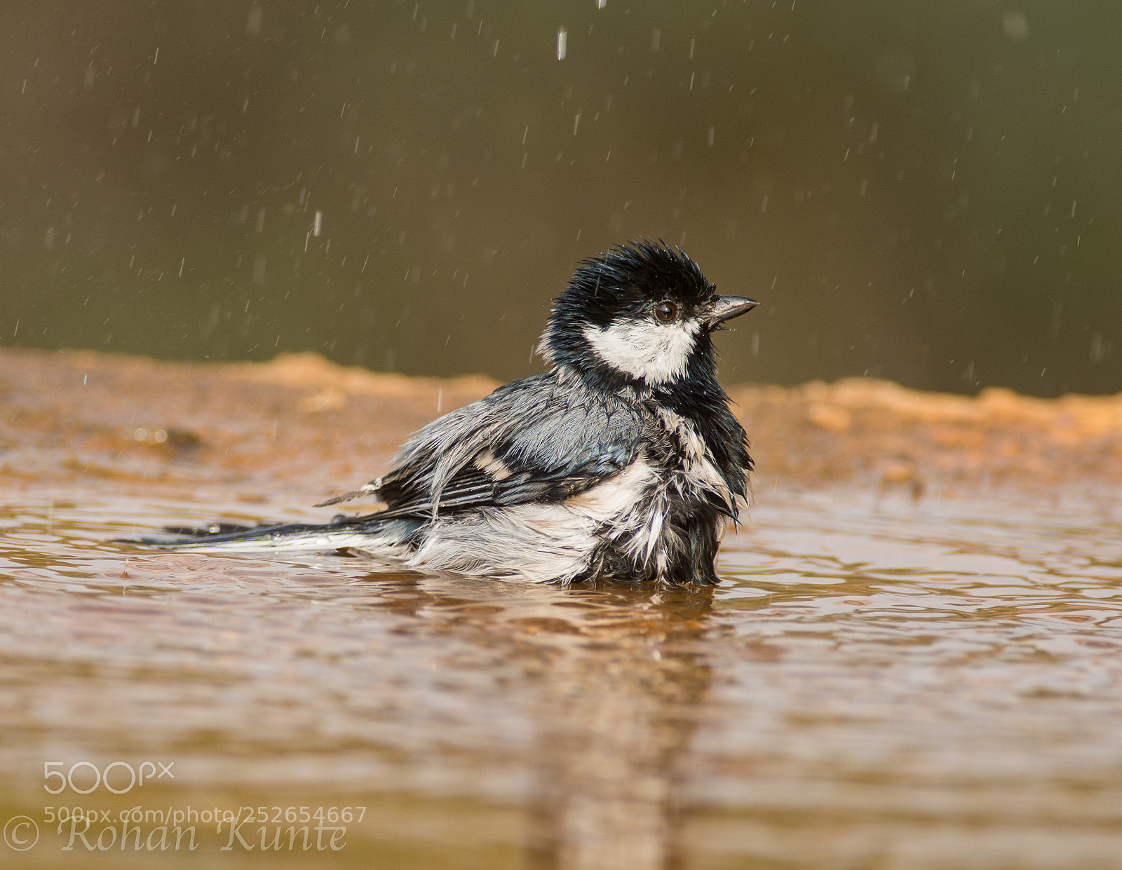 Nikon D7100 sample photo. Cinereous tit - bath photography