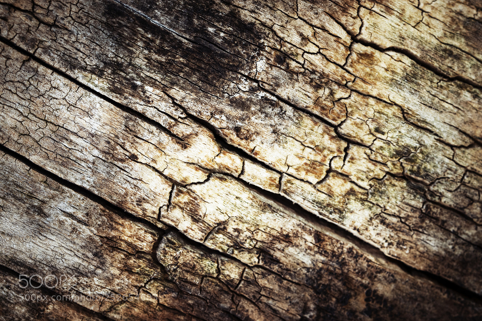 Nikon D5500 sample photo. Old rotten wood photography