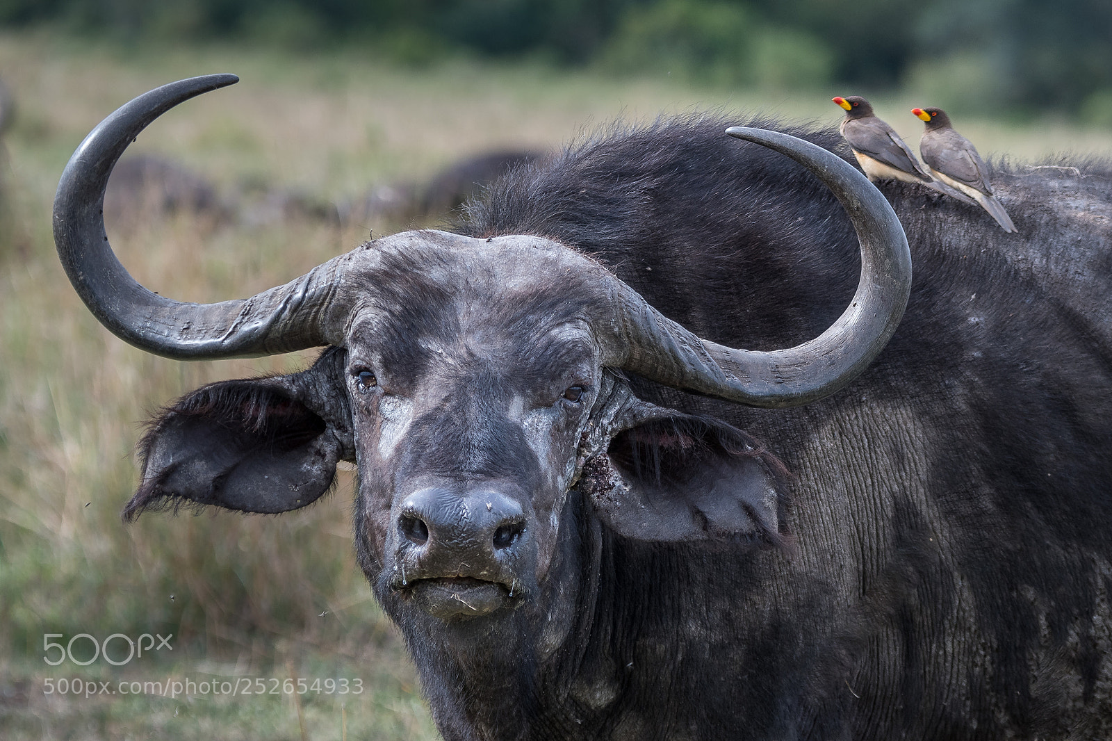 Nikon D500 sample photo. African buffalo, kenya photography