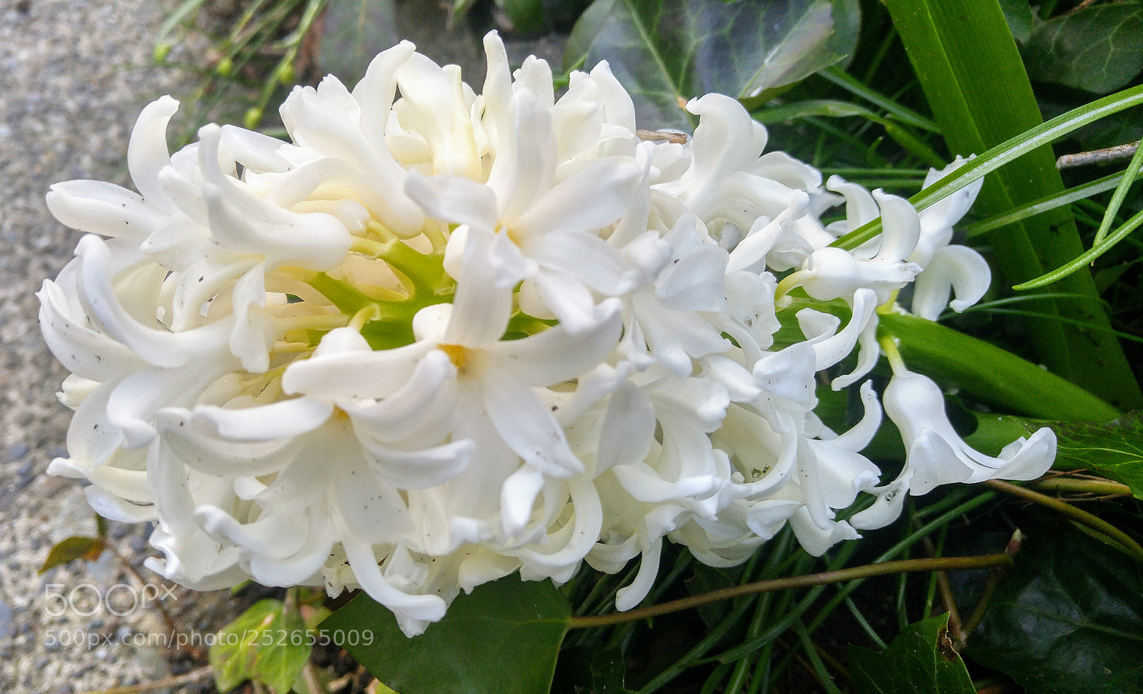 LG G4 sample photo. White flowers photography