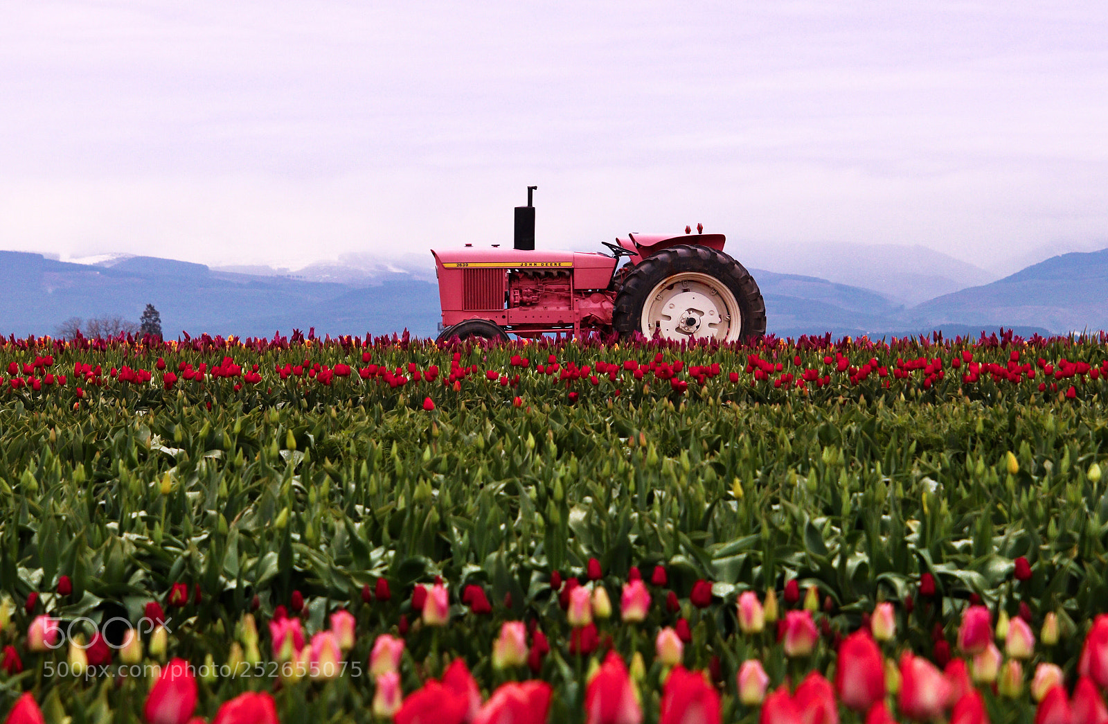 Canon EOS 77D (EOS 9000D / EOS 770D) sample photo. Pink tractor amid the photography
