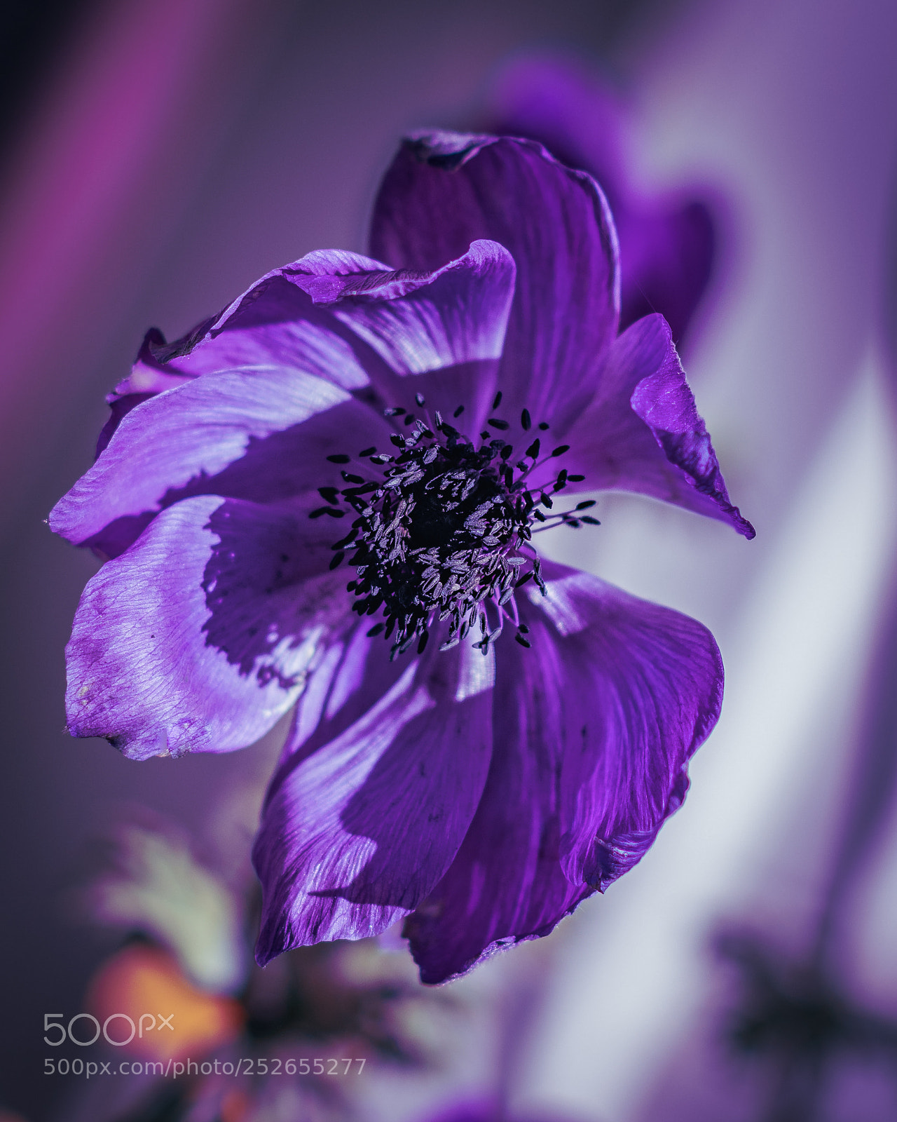 Canon EOS 80D sample photo. Purple fantasy photography