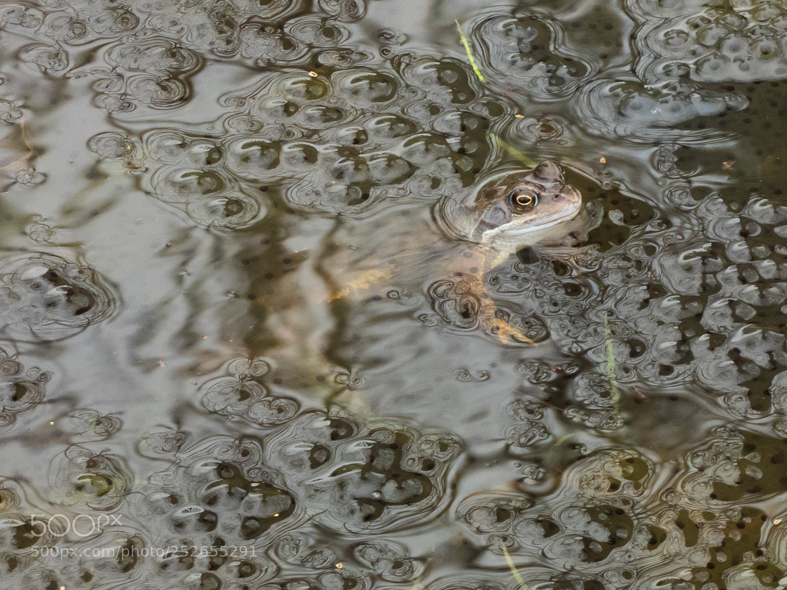 Panasonic Lumix DC-FZ80 (Lumix DC-FZ82) sample photo. Frog and spawn photography