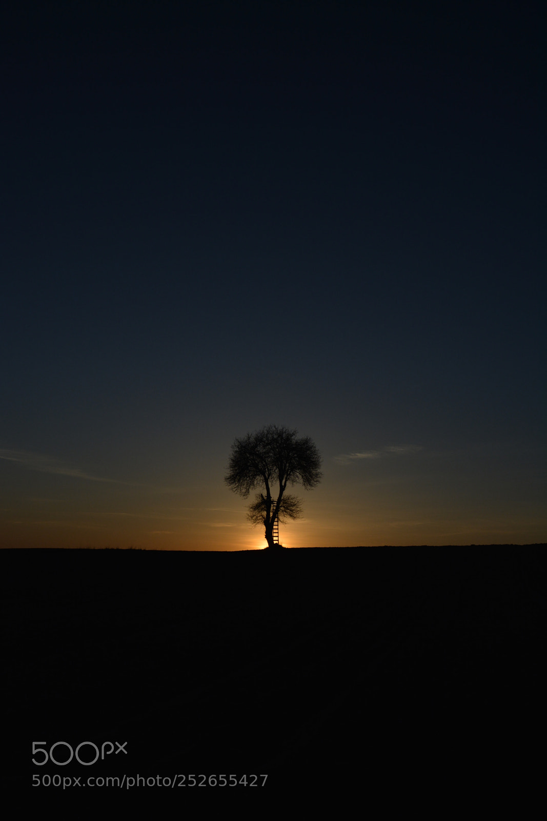 Nikon D5200 sample photo. Legendary tree photography