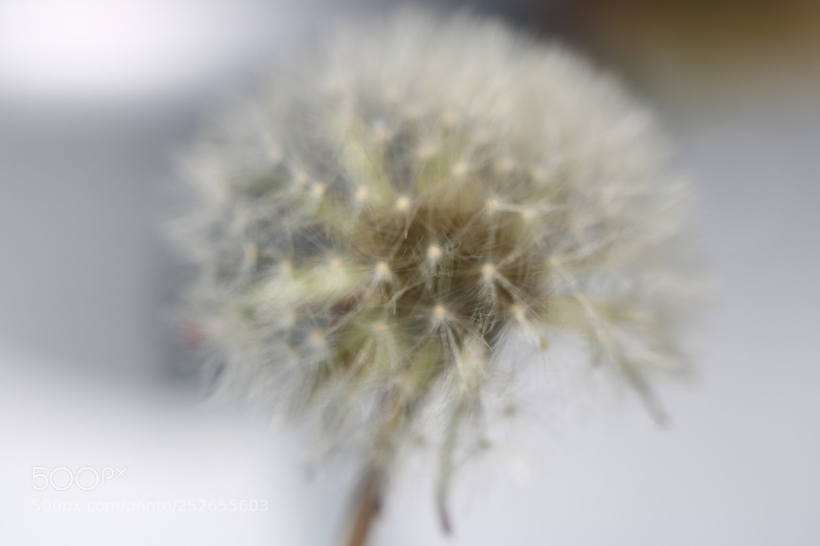 Canon EOS 760D (EOS Rebel T6s / EOS 8000D) sample photo. Dandelion in the mist photography