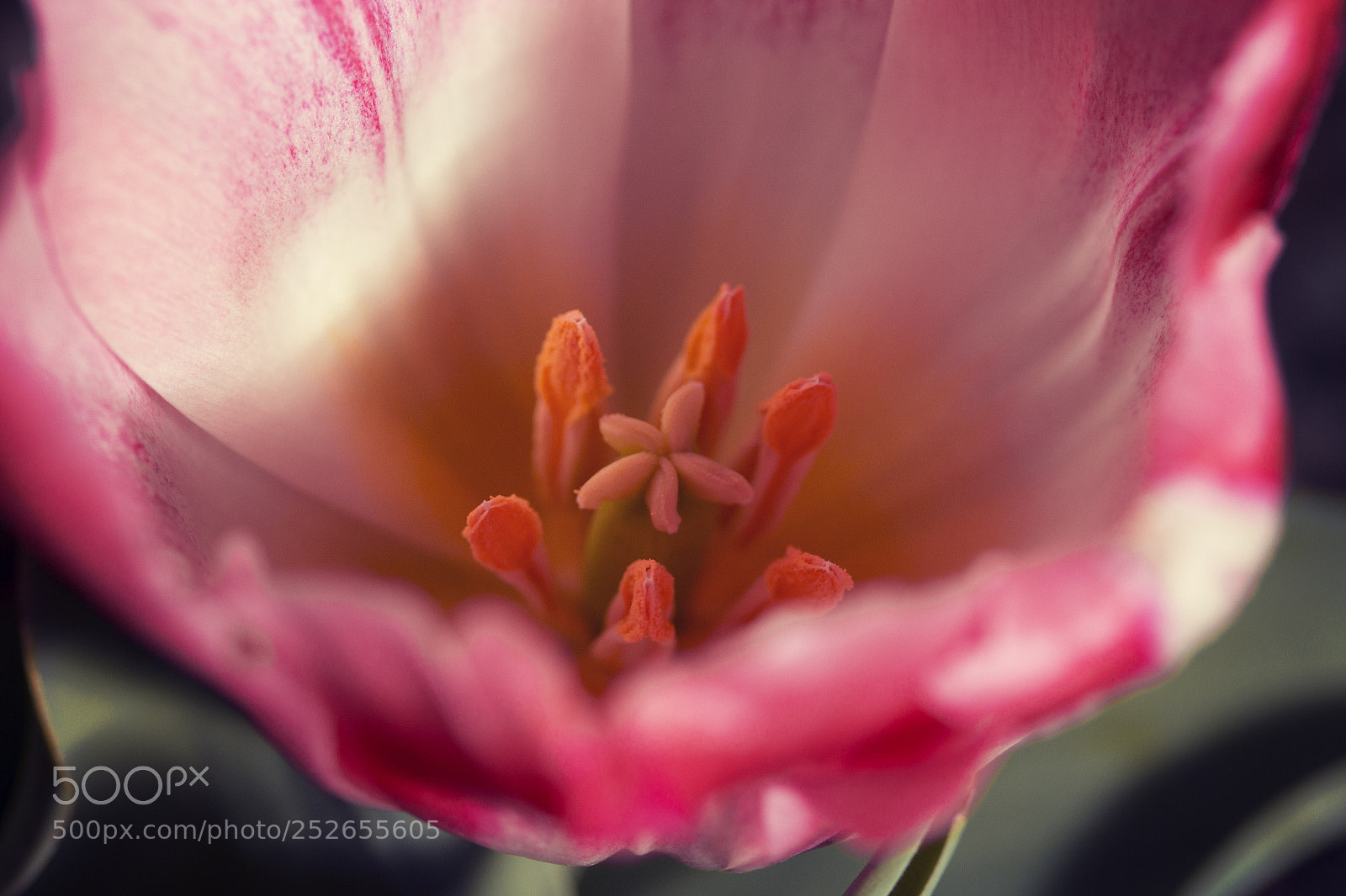 Canon EOS 60D sample photo. Pollen photography