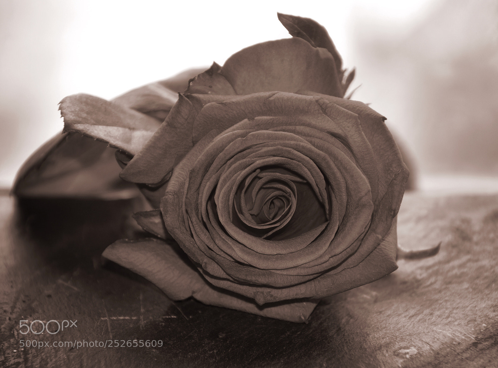 Nikon D7200 sample photo. Just a rose photography