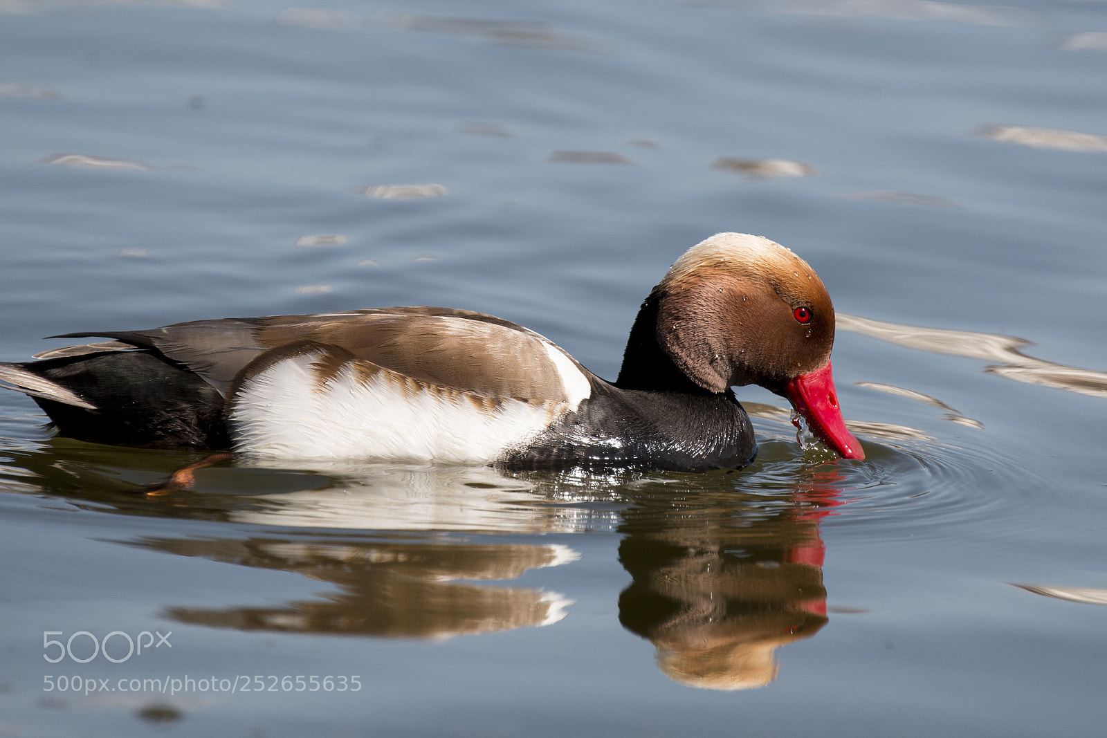 Canon EOS 70D sample photo. Macar rde i red-crested photography