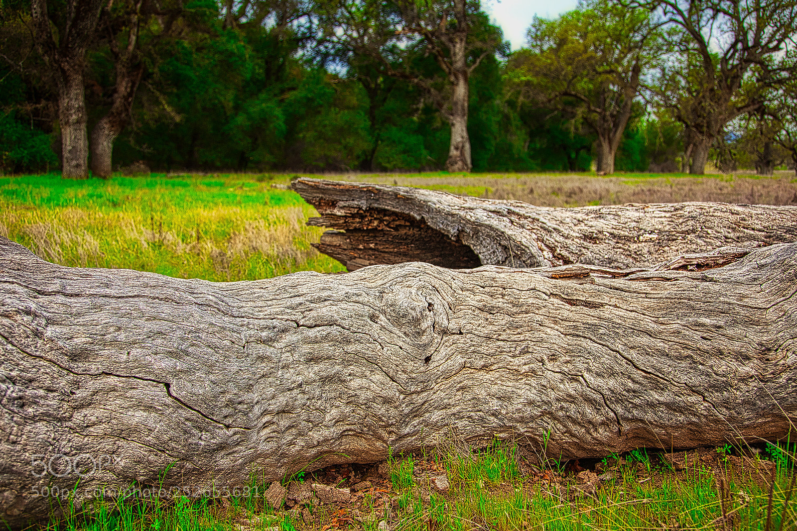 Canon EOS 5D Mark II sample photo. Fallen tree inside fort photography