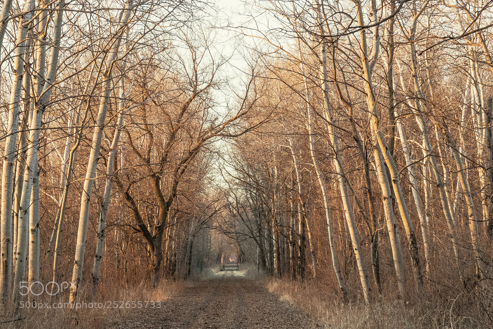 Canon EOS 80D sample photo. The bridge photography