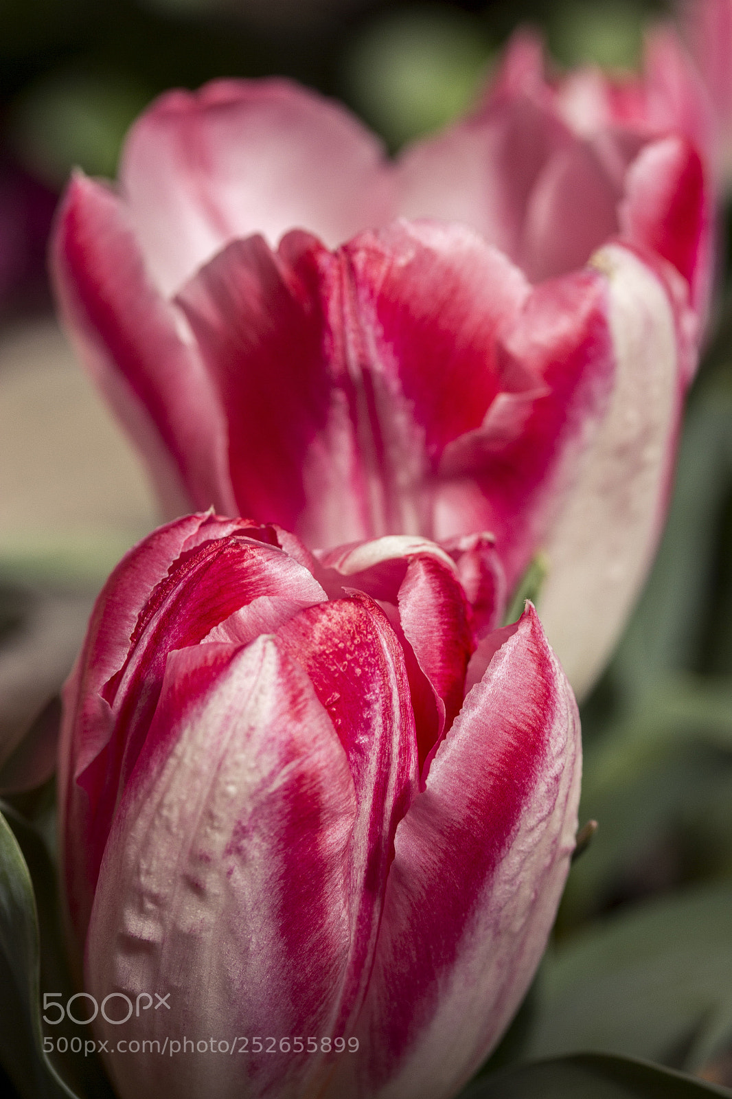 Canon EOS 60D sample photo. The beauty of nature photography