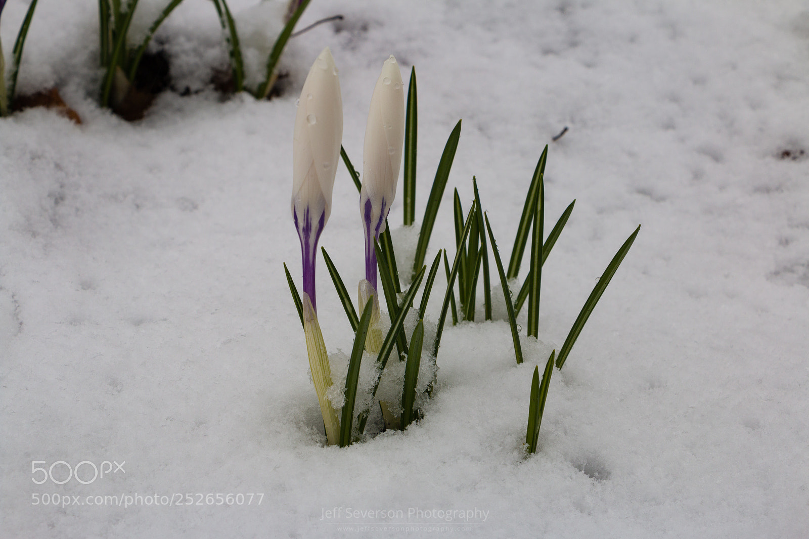 Canon EOS 70D sample photo. White crocus in snow photography