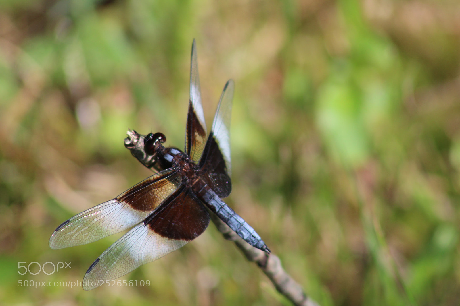 Canon EF 75-300mm f/4-5.6 sample photo. Blue dragonfly photography