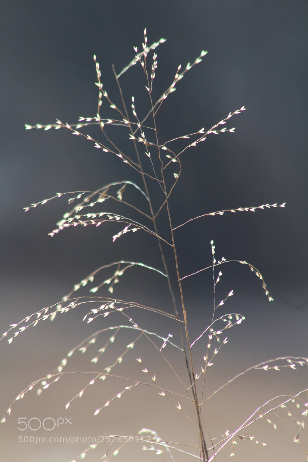 Canon EF 75-300mm f/4-5.6 sample photo. Glowing hearts photography