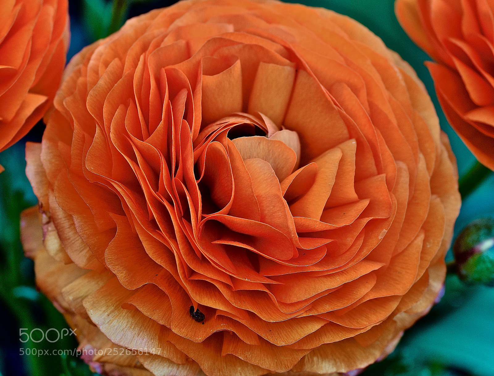 Nikon D7200 sample photo. Fullsizeoutput c photography